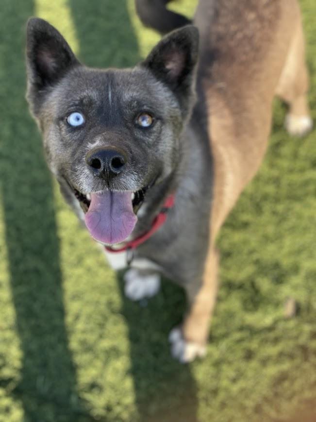 Eve, a Adoptable mixed breed in Jackson, MS image 6/6