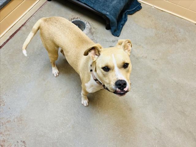 Enlarge BENJI, a Adoptable Mixed Breed in Santa Fe, NM image 1/1