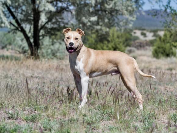 BENJI, Adoptable, Young Male Mixed Breed.