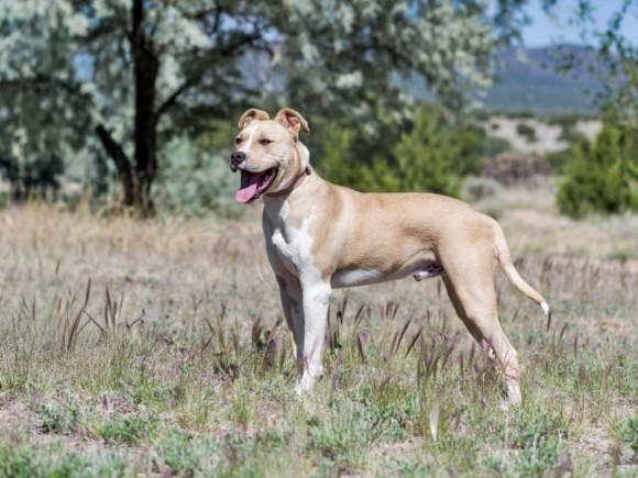 BENJI, Adoptable, Young Male Mixed Breed.