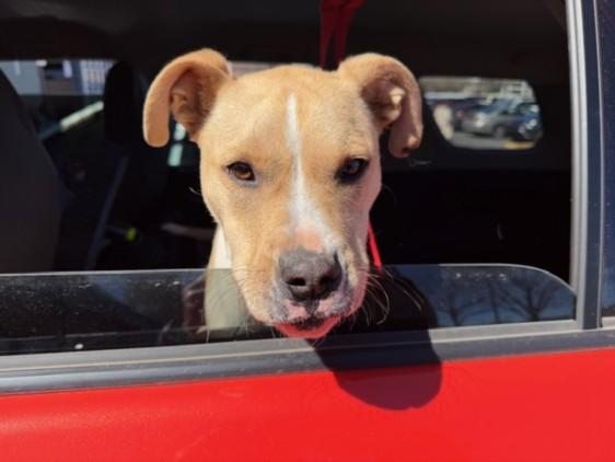 Enlarge BENJI, a Adoptable Mixed Breed in Santa Fe, NM image 1/1