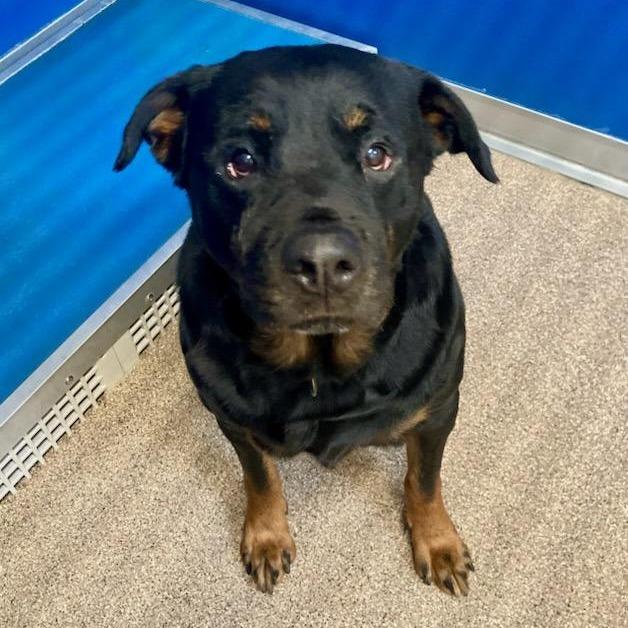 Maevis, Adoptable, Senior Female Rottweiler.