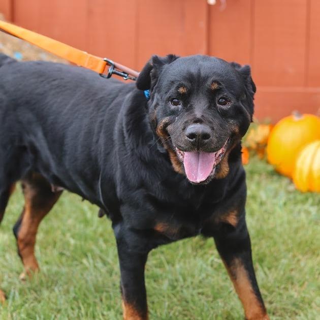 Enlarge Maevis, a Adoptable Rottweiler in Ballston Spa, NY image 2/6