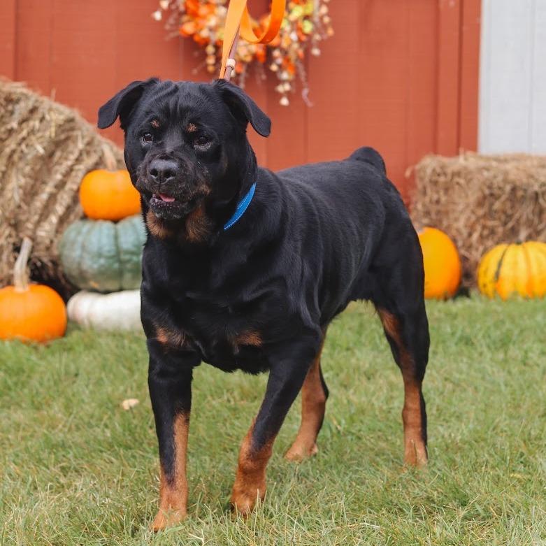 Enlarge Maevis, a Adoptable Rottweiler in Ballston Spa, NY image 3/6