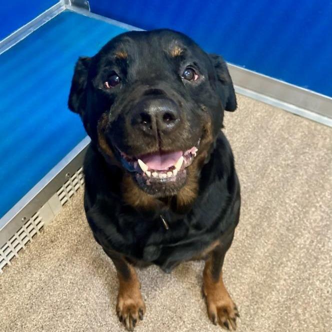 Enlarge Maevis, a Adoptable Rottweiler in Ballston Spa, NY image 4/6