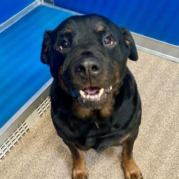 Enlarge Maevis, a Adoptable Rottweiler in Ballston Spa, NY image 5/6