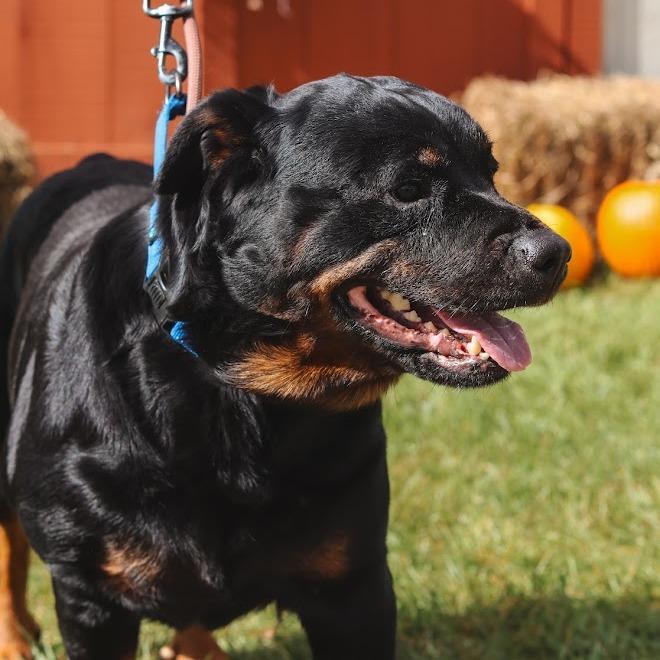 Enlarge Maevis, a Adoptable Rottweiler in Ballston Spa, NY image 6/6