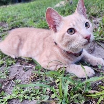 Enlarge Pippin, a Adoptable Domestic Short Hair in Saint Augustine, FL image 3/3