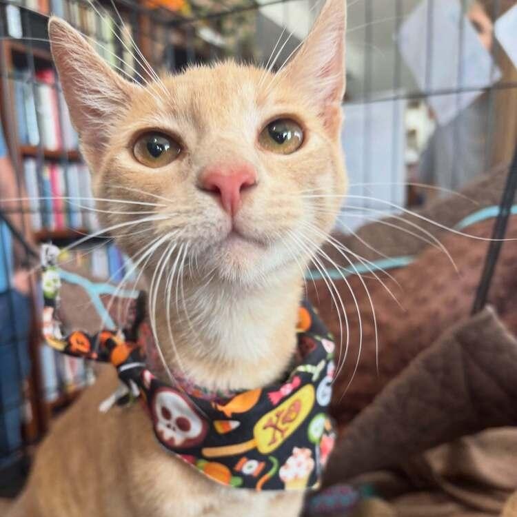 Enlarge Pippin, a Adoptable Domestic Short Hair in Saint Augustine, FL image 2/3