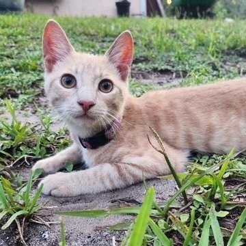 Pippin, Adoptable, Kitten Male Domestic Short Hair.