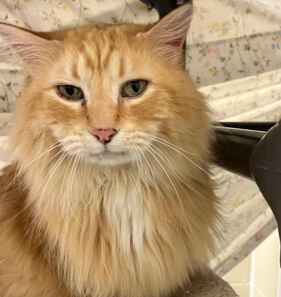 Ezekiel, Adoptable, Senior Male Domestic Long Hair.