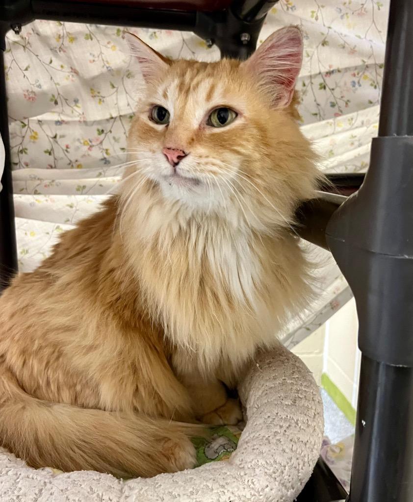 Ezekiel, a Adoptable mixed breed in Columbia, IL image 2/3