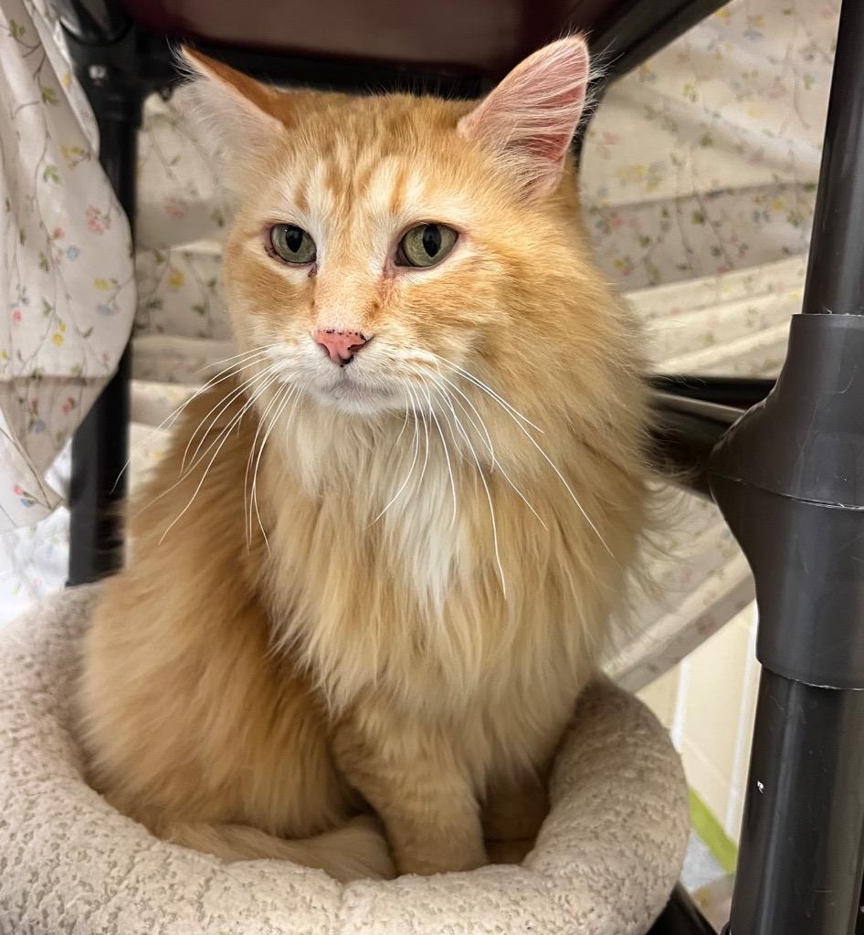 Ezekiel, a Adoptable mixed breed in Columbia, IL image 3/3