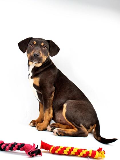 Arabica — thumbnail 2