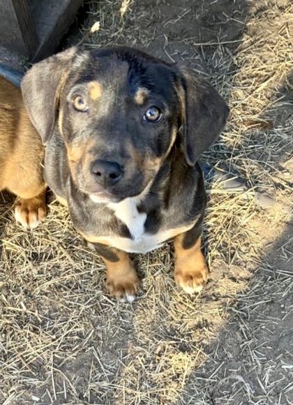 Arabica — thumbnail 3