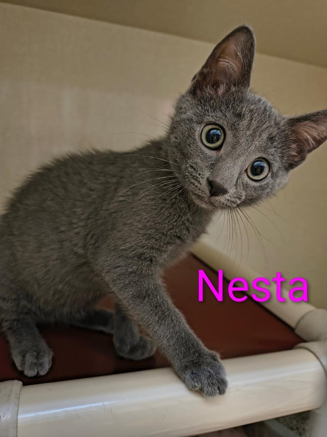 Nesta