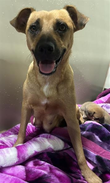 Pancake and her puppies -- URGENT!!