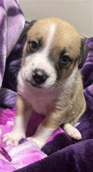 Pancake and her puppies -- URGENT!!