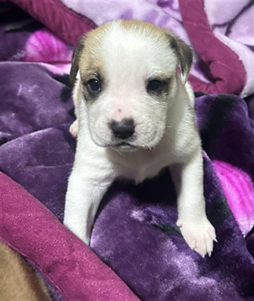 Pancake and her puppies -- URGENT!!