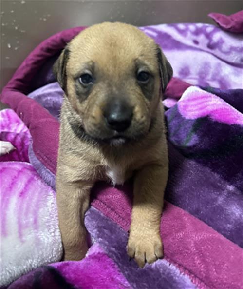Pancake and her puppies -- URGENT!!