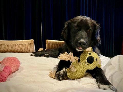 Karti, a Adoptable Retriever in Etobicoke, ON image 1/3