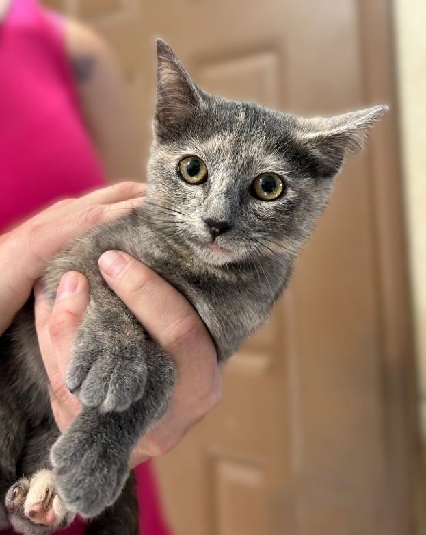 Enlarge Trixie, a Adoptable mixed breed in Sunnyvale, TX image 1/1