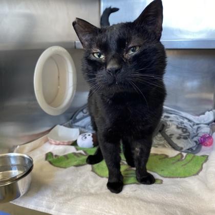 Snail, Adoptable, Adult Male Domestic Short Hair.