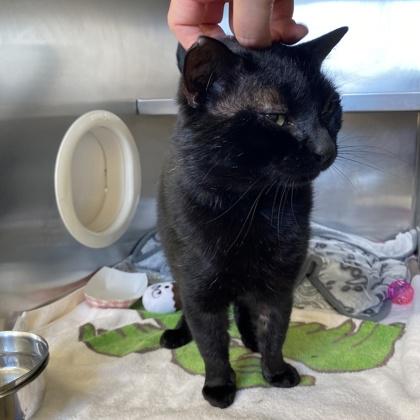 Snail, a Adoptable mixed breed in Richmond, VA image 3/5