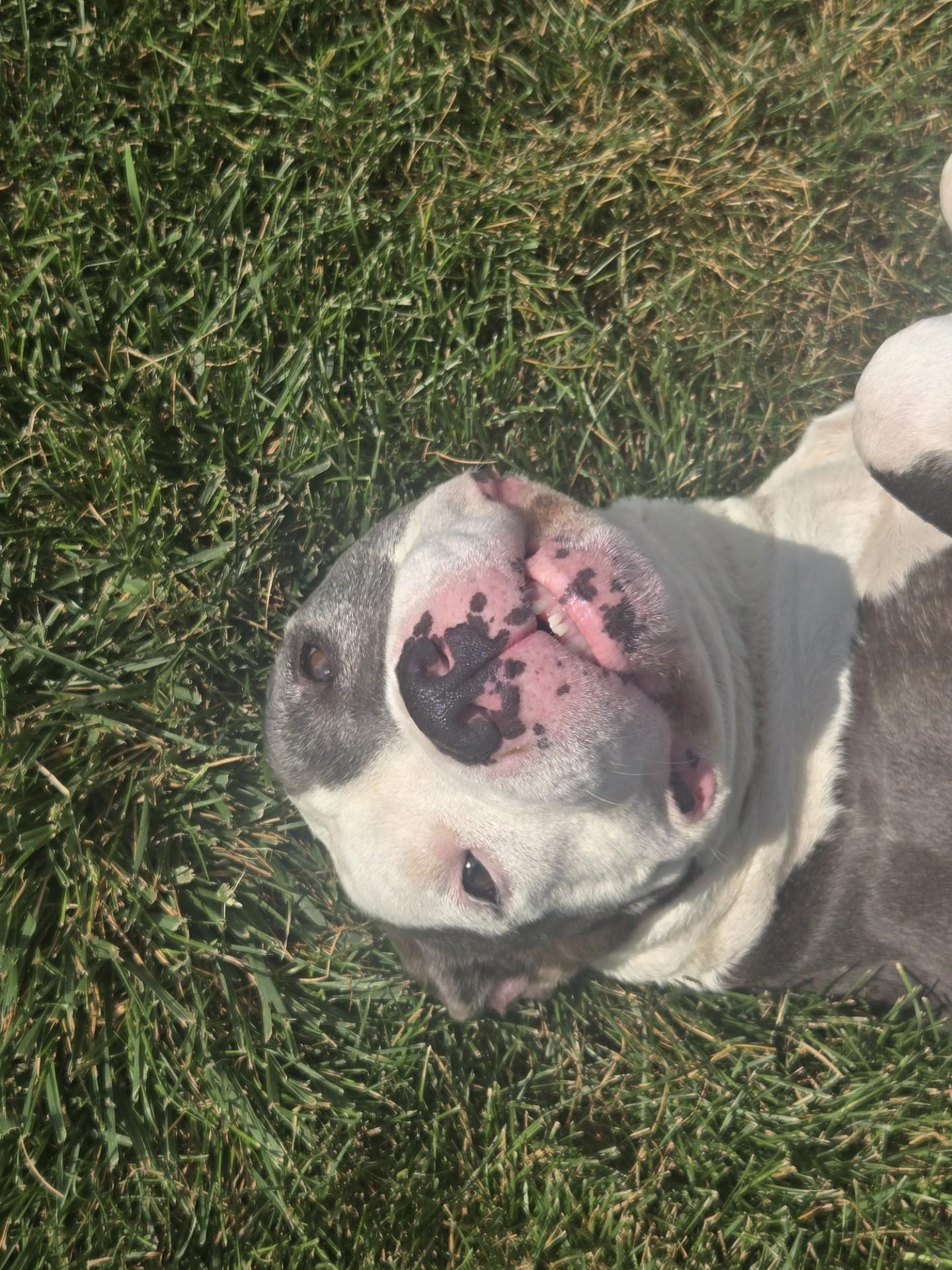 Moana, a ADOPTABLE American Staffordshire Terrier in Joliet, IL image 2/3