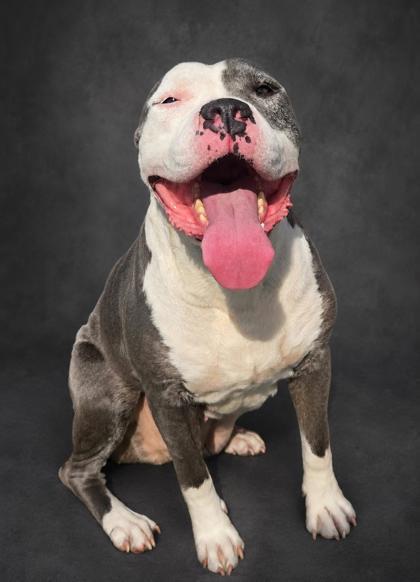 Moana, ADOPTABLE, Adult Female American Staffordshire Terrier.