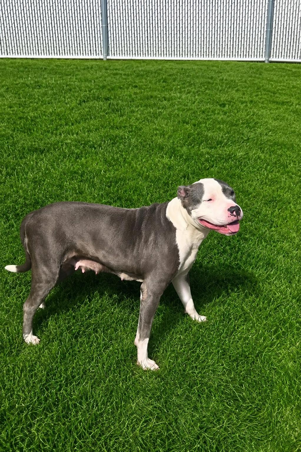 Moana, a ADOPTABLE American Staffordshire Terrier in Joliet, IL image 3/3
