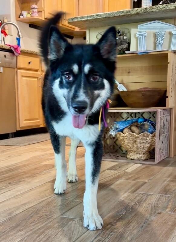 Pepper, Adoptable, Adult Female German Shepherd Dog & Husky.