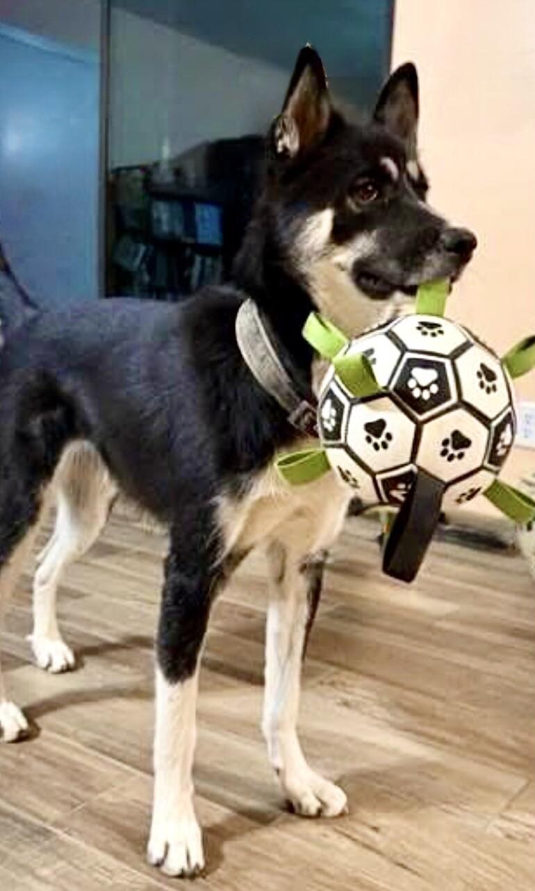 Pepper, a Adoptable mixed breed in Anthem, AZ image 1/6