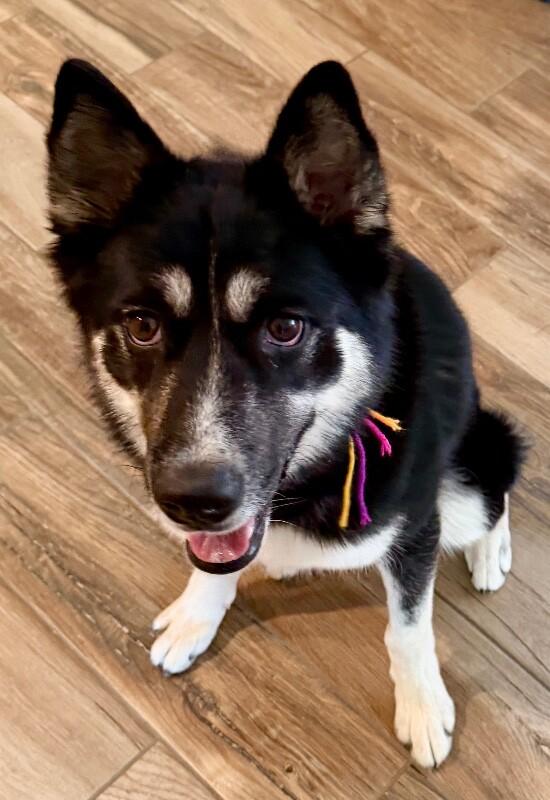 Enlarge Pepper, a Adoptable mixed breed in Anthem, AZ image 2/6