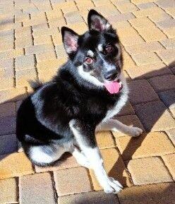 Enlarge Pepper, a Adoptable mixed breed in Anthem, AZ image 1/4