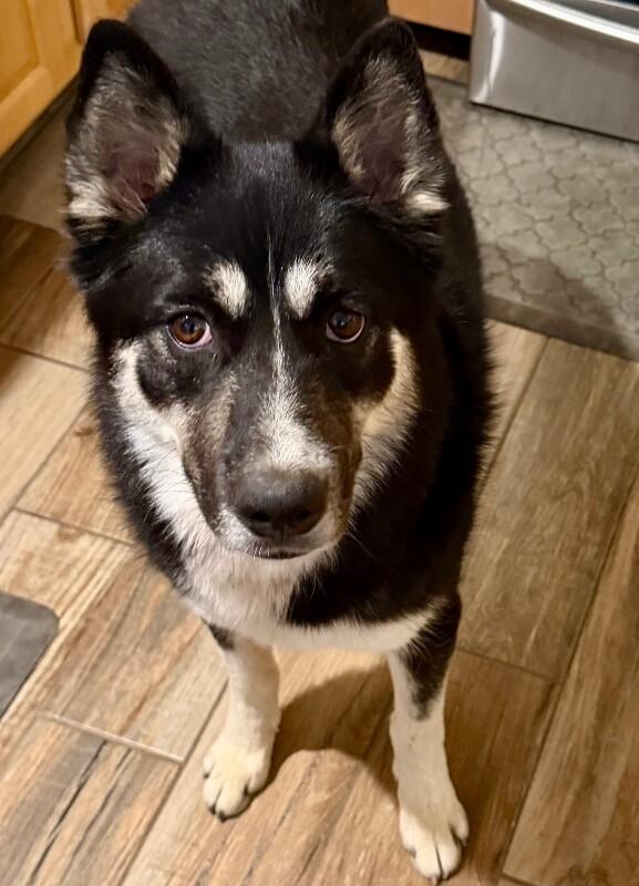 Enlarge Pepper, a Adoptable mixed breed in Anthem, AZ image 1/6