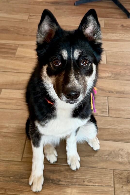 Enlarge Pepper, a Adoptable mixed breed in Anthem, AZ image 4/6