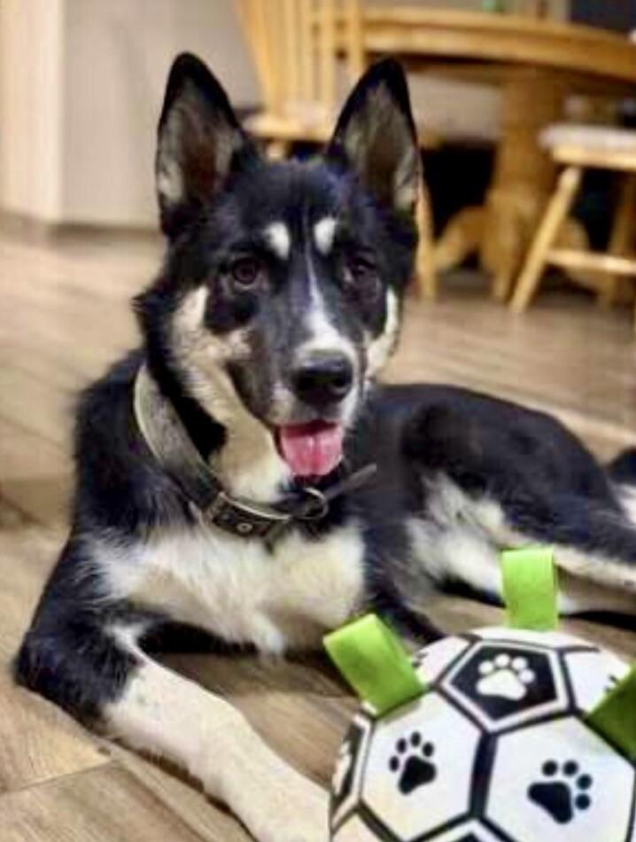 Pepper, a Adoptable mixed breed in Anthem, AZ image 3/6