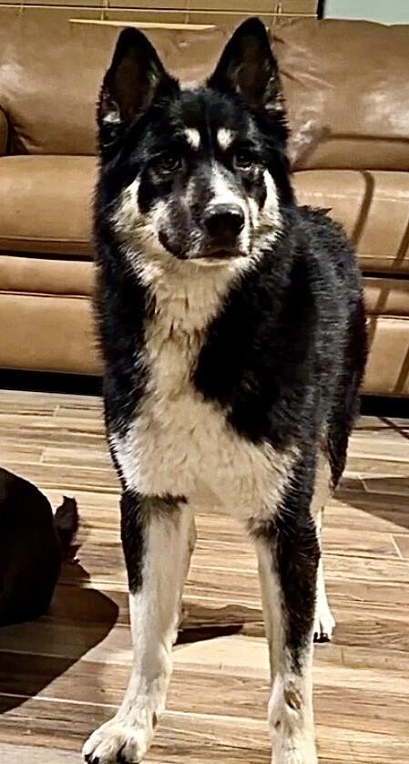 Enlarge Pepper, a Adoptable mixed breed in Anthem, AZ image 3/6