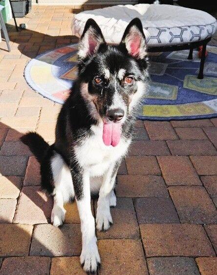 Enlarge Pepper, a Adoptable mixed breed in Anthem, AZ image 2/4