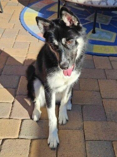 Enlarge Pepper, a Adoptable mixed breed in Anthem, AZ image 3/4