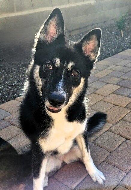 Enlarge Pepper, a Adoptable mixed breed in Anthem, AZ image 4/4