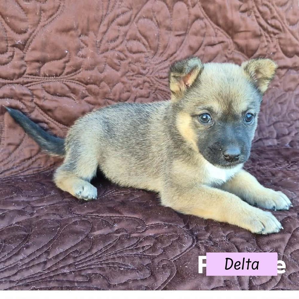 Delta (Darcy's Litter)