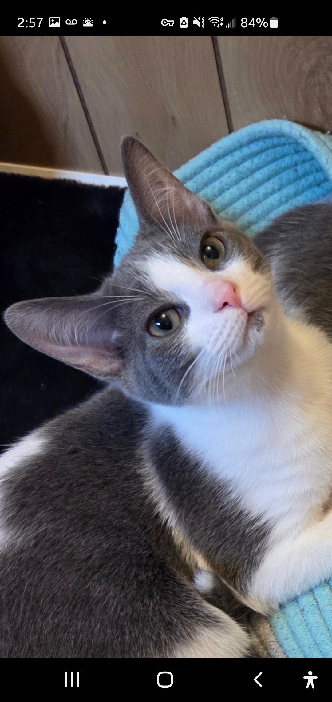 Gracie, adopted, Young Female Domestic Short Hair.