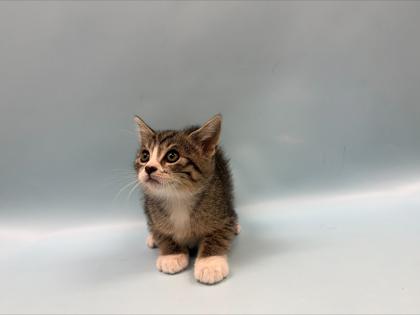 Enlarge Aphrodite, a Adoptable mixed breed in Woodbury, MN image 1/1