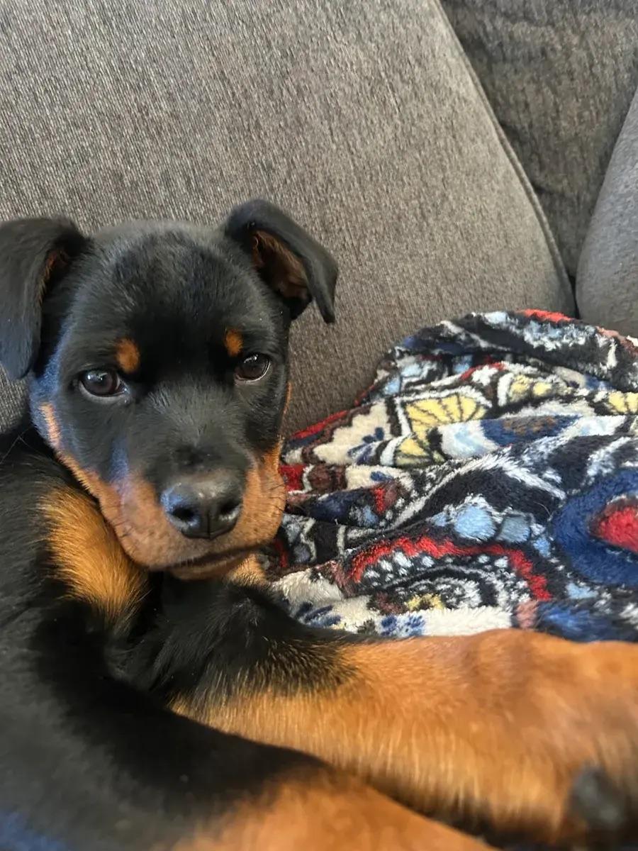 Isaac, a ADOPTABLE Rottweiler in Polk, OH image 3/6