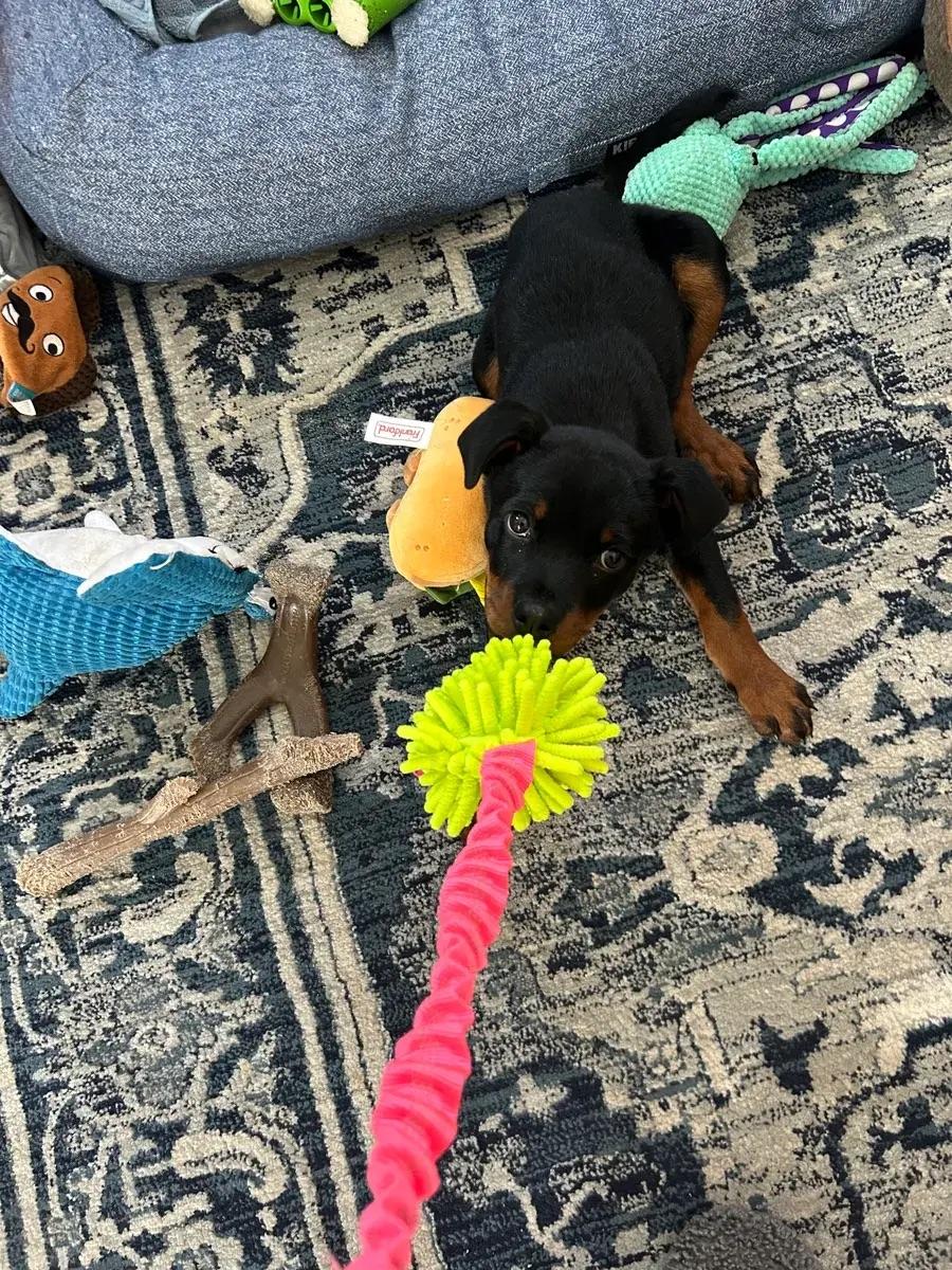 Isaac, a ADOPTABLE Rottweiler in Polk, OH image 4/6