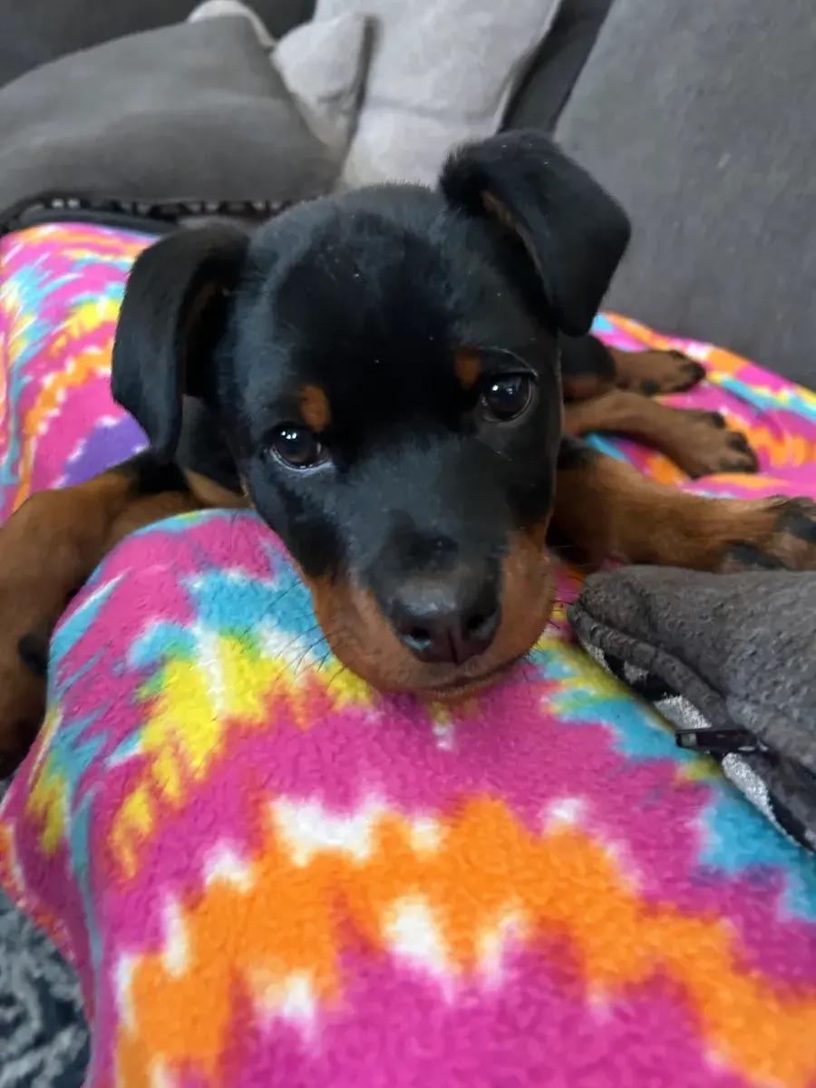 Isaac, ADOPTABLE, Puppy Male Rottweiler.