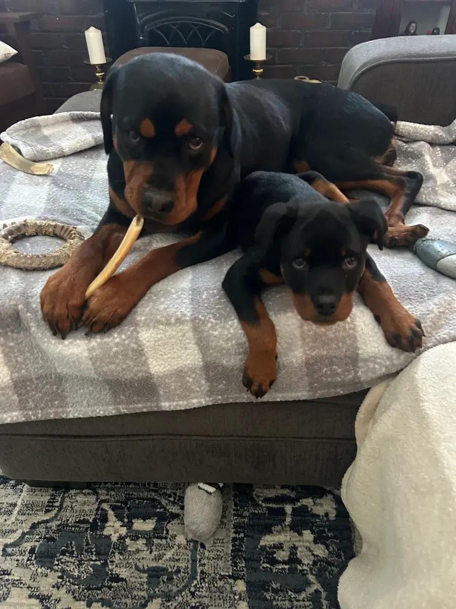 Isaac, a ADOPTABLE Rottweiler in Polk, OH image 6/6