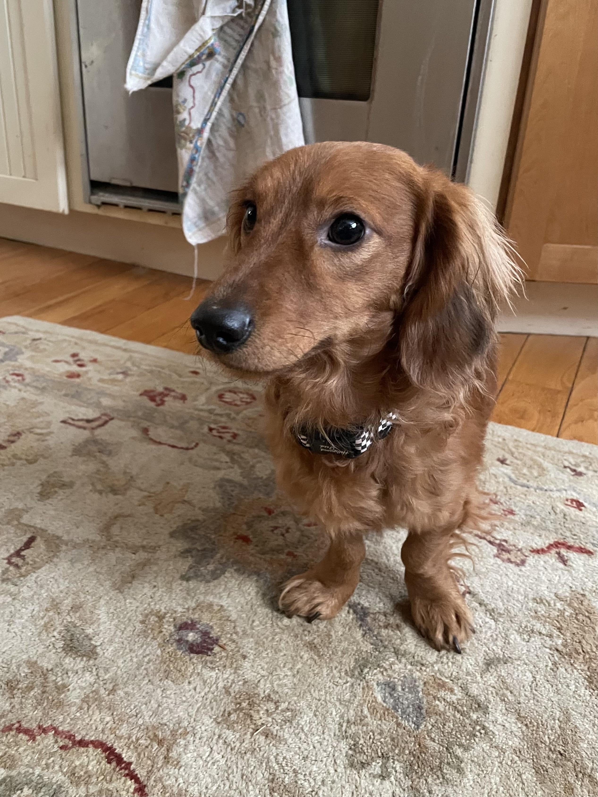 Banger, adoptable, Young Male Dachshund (Long Haired).